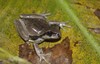 Mixe Streamside Tree Frog - Photo (c) Drymarchon Simón, some rights reserved (CC BY-NC), uploaded by Drymarchon Simón