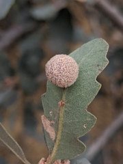 Cynips multipunctata