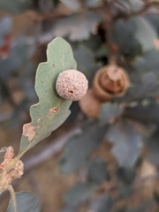 Cynips multipunctata