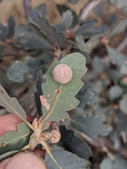 Cynips multipunctata