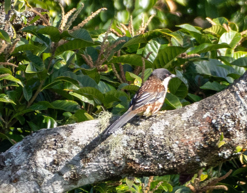 Crocias albonotatus, 2025-09-16