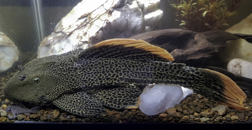 Leopard cactus pleco (Pseudacanthicus leopardus) — Loricariidae