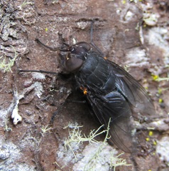 Calliphora quadrimaculata