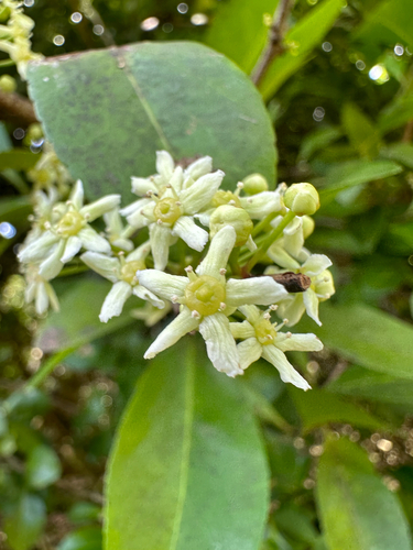Gymnosporia thompsonii observed 2025-09-20