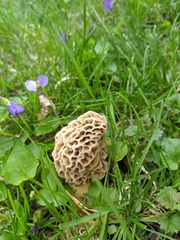 Morchella esculenta
