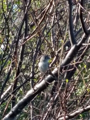 Vireo vicinior
