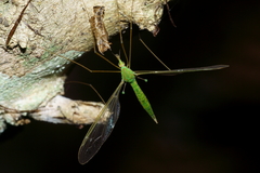 Leptotarsus virescens