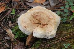 Phellodon fuligineoalbus