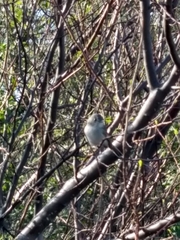 Vireo vicinior
