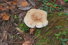 Phellodon fuligineoalbus