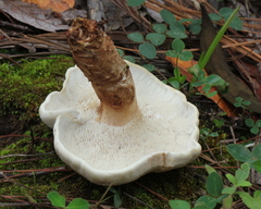 Phellodon fuligineoalbus