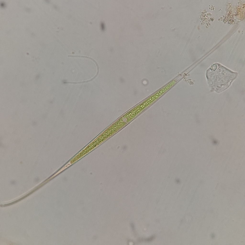 Closterium ceratium