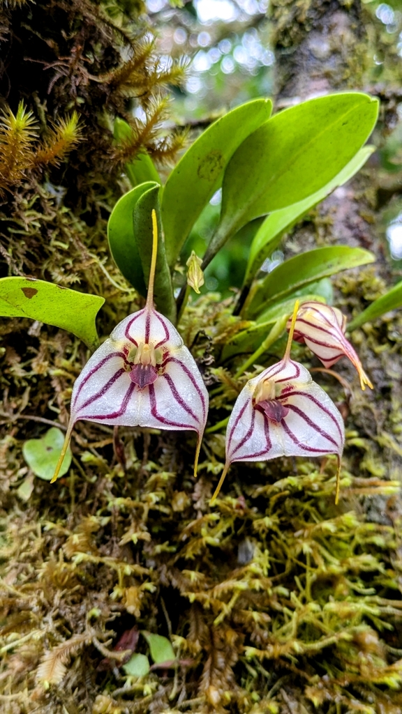 Masdevallia yungasensis