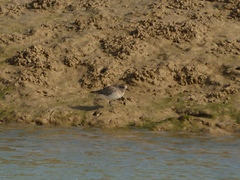 Pluvialis squatarola