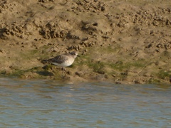 Pluvialis squatarola