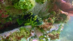 Sebastes chrysomelas