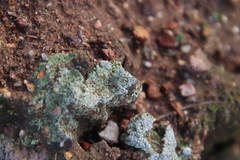 Trapeliopsis granulosa