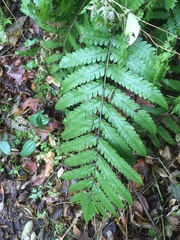 Woodwardia japonica