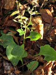 Arnoglossum diversifolium