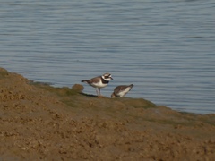 Charadrius hiaticula