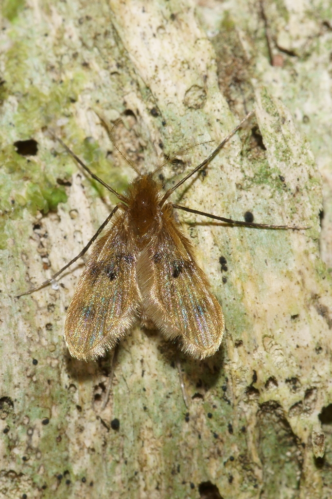 Bruchomyiinae