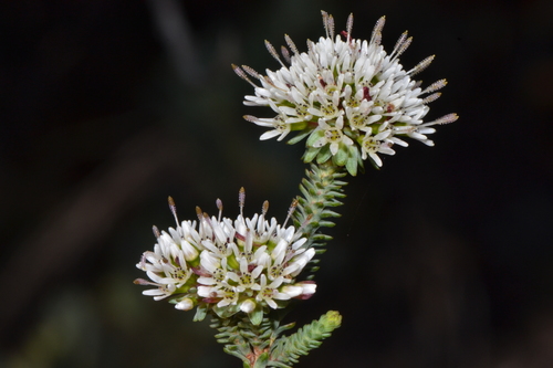 Darwinia vestita (Endl.) Benth.