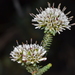 Darwinia vestita - Photo (c) Tim Hammer,  זכויות יוצרים חלקיות (CC BY), הועלה על ידי Tim Hammer
