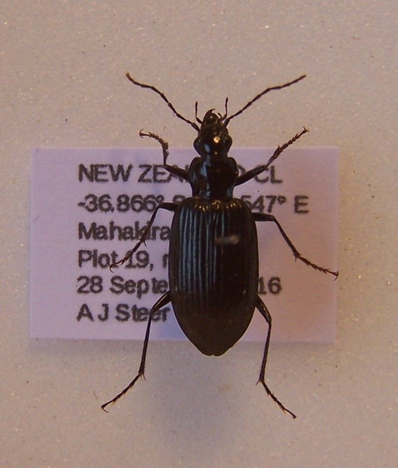 Platynus macropterus