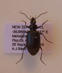 Platynus macropterus