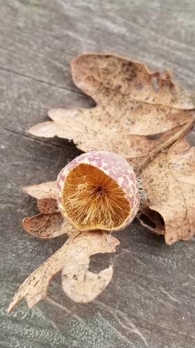 Speckled Gall Wasp