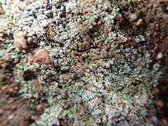 Trapeliopsis granulosa