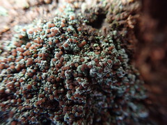 Trapeliopsis granulosa