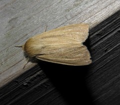Mythimna oxygala