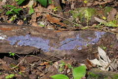 Hypochnella violacea