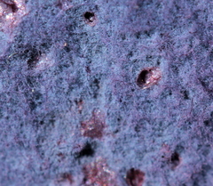 Hypochnella violacea