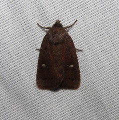 Pseudorthodes vecors