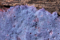 Hypochnella violacea