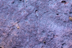 Hypochnella violacea