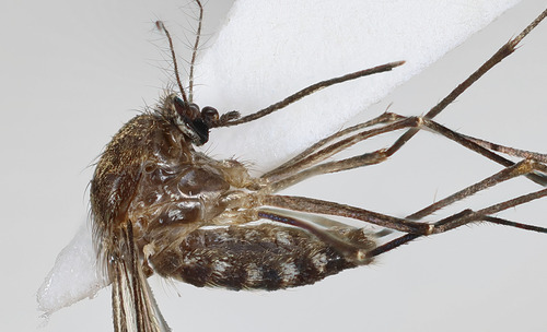Unknown species found near College Hill, Cincinnati, OH, USA, front