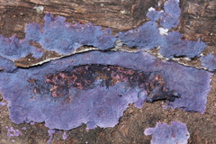 Hypochnella violacea