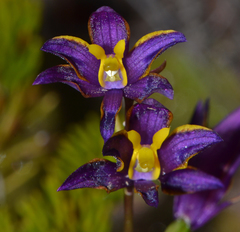Thelymitra apiculata
