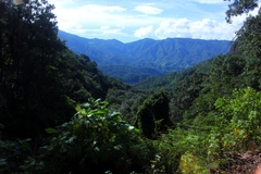 Hypochnella violacea