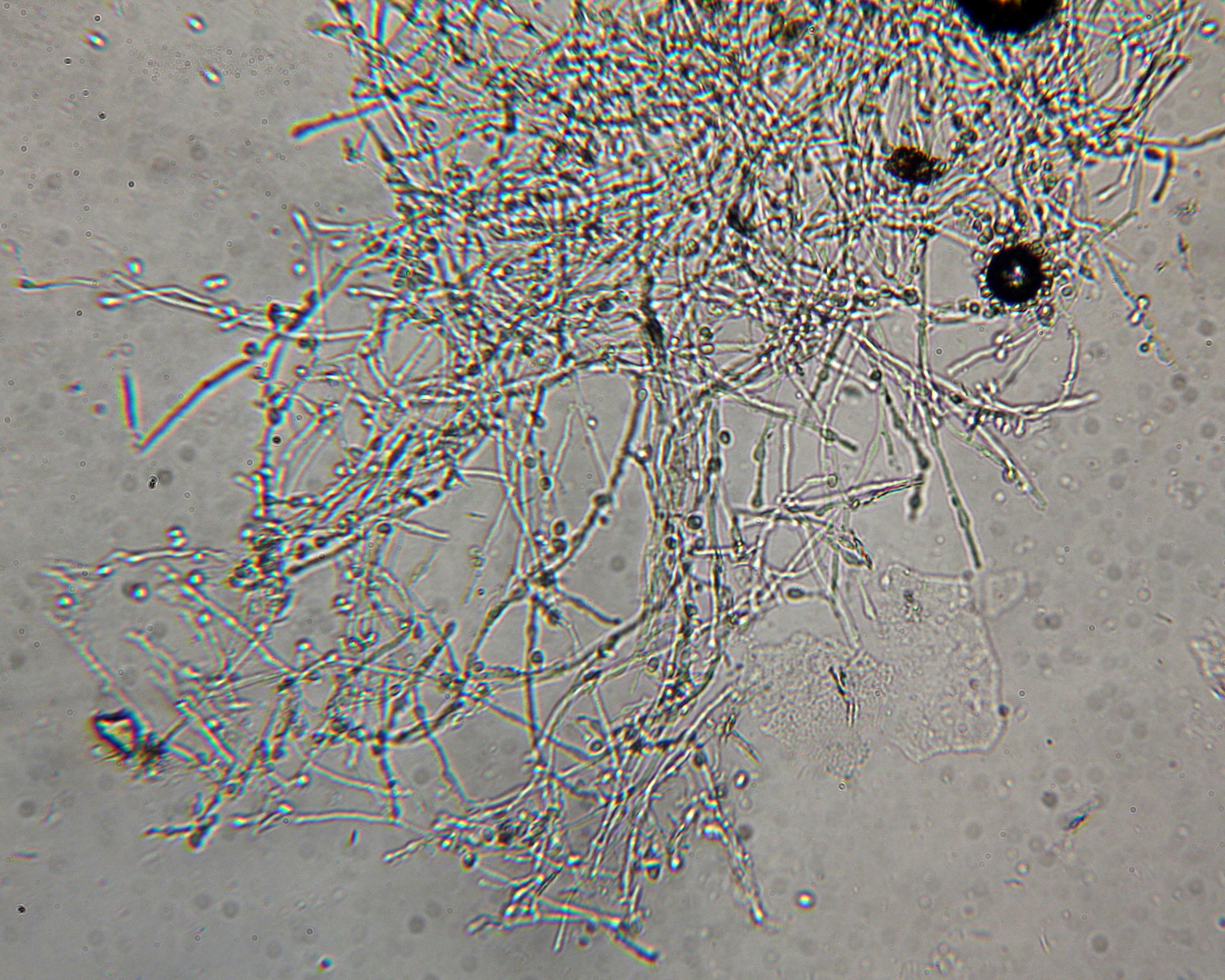 Atheliaceae image