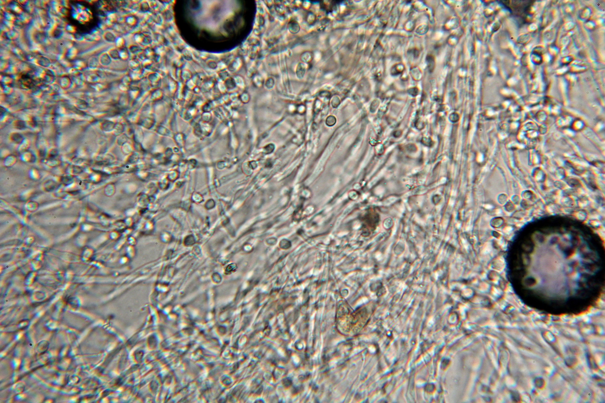Hypochnella violacea image