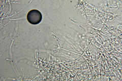 Hypochnella violacea