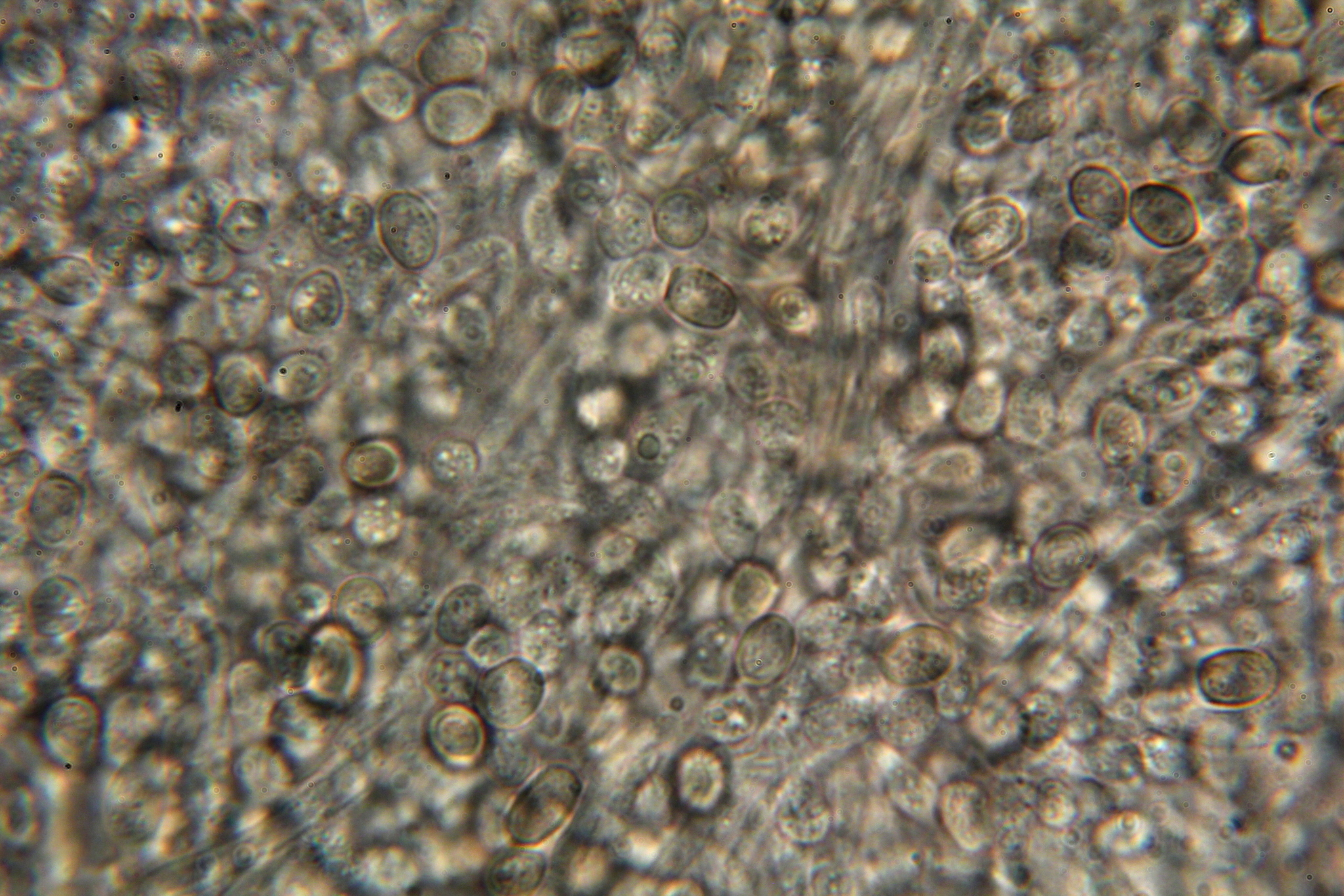 Atheliaceae image