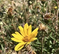 Aspilia montevidensis