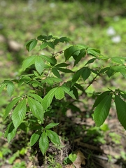 Aesculus glabra glabra