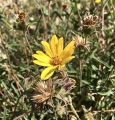 Aspilia montevidensis