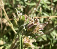 Aspilia montevidensis
